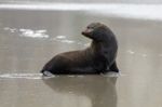 New Zealand Fur Seal (arctocephalus Forsteri) Stock Photo