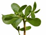 Purslane Stock Photo