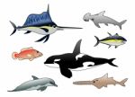 Sea Animals Stock Photo