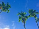 Summer Sky And Palm Tree Stock Photo