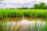 Landscape Of Cornfield And Green Field With River And Sky Reflec Stock Photo