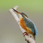 Female Common Kingfisher Stock Photo