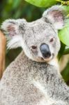 Koala By Itself In A Tree Stock Photo