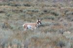 Pronghorn (antilocapra Americana) Stock Photo