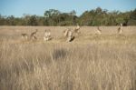 Kangaroos In The Countryside Stock Photo