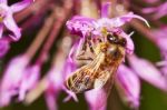 Bee On The Allium Flower Stock Photo