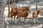 Banteng  Stock Photo