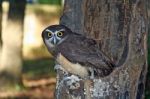 Spectacled Owl Stock Photo