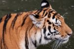 Bengal Tiger Head Close Up Stock Photo