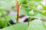 Close Up Baby Melon With Melon Flower, Popular Stock Photo