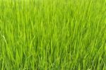 Green Rice Field In Nepal Stock Photo