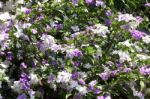 Closeup Of Brunfelsia Uniflora Flower Stock Photo