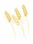 Wheat, Barley Or Rye Stock Photo