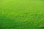 Grass Field Stock Photo