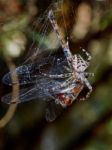 Spider With The Victim Of A Dragonfly Stock Photo