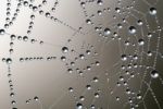 Spiderweb Stock Photo