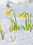 Daffodil Blooming Through The Snow Stock Photo