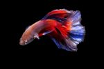 Fighting Fish On Black Background Stock Photo