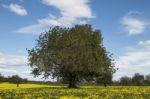 Almond Orchard In A Field Of Yellow Flowers Stock Photo