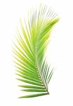 Coconut Leaf Isolated On White Background Stock Photo