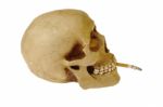 Skull Smoking Cigarette Stock Photo