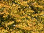 Texture Of The Autumn Foliage Of Trees  Stock Photo