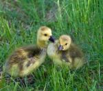 Young Geese Are Talking Stock Photo