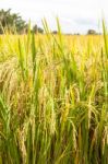 Ripe Rice Close Up Stock Photo