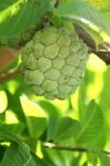 Closeup Of Sugar Apple Or Custard Apple Fruit Stock Photo