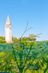 Venice Burano Mazorbo Vineyard Stock Photo