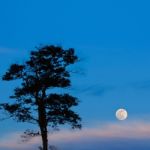 Trees And Full Moon At Night Stock Photo