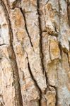 Tree Bark Texture Stock Photo