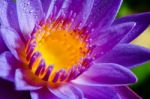 Beautiful Purple Lotus Flower Stock Photo