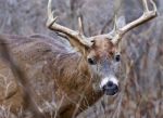 Closeup Of The Deer With Horns Stock Photo