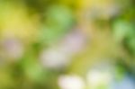 Blurred Nature Background Stock Photo