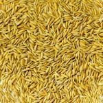 Background From Pile Of Paddy Rice And And Rice Seed Stock Photo