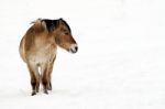 Horse In The Snow Stock Photo