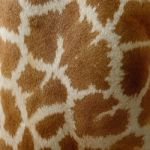 Giraffe Skin Stock Photo