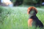 Beagle Dog Is  Sitting In The Field Stock Photo