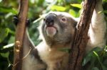 Koala By Itself In A Tree Stock Photo