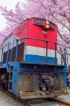 Jinhae,korea - April 4 : Jinhae Gunhangje Festival Is The Largest Cherry Blossom Festival In Korea.tourists Taking Photos Of The Beautiful Scenery Around Jinhae,korea On April 4,2015 Stock Photo