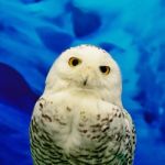 Snowy Owl Stock Photo