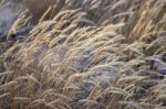 European Marram Grass Stock Photo