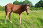 Foal Stock Photo