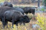 American Bison (bison Bison) Stock Photo