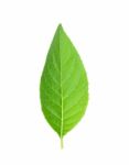 Adhatoda Vasica Or Medicinal Basak Leaf Stock Photo