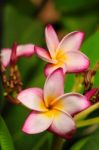 Frangipani Stock Photo