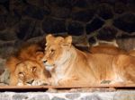 Zoo Animals In Cages And Aviaries Stock Photo