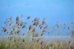 Grass Flowers Stock Photo