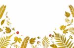 Frame From Yellow Leaves And Dry Leaves And Flower On White Background Stock Photo